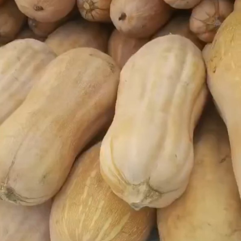 密本老南瓜