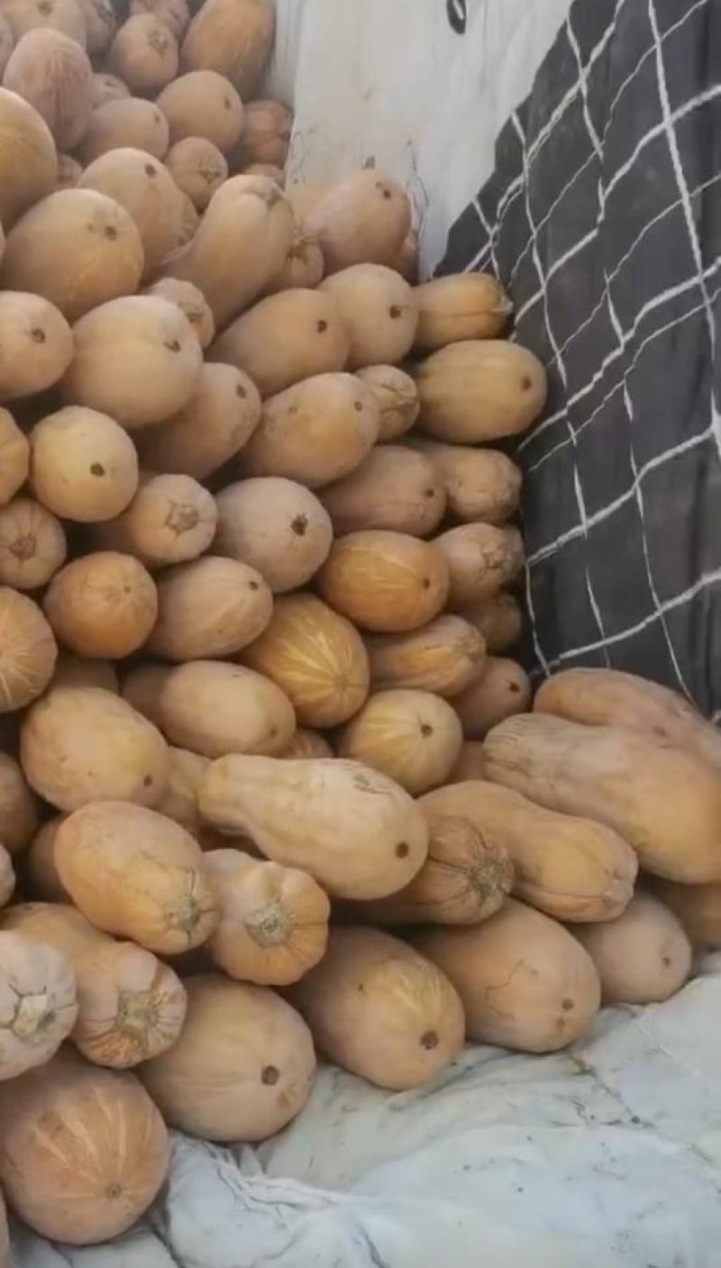 密本老南瓜