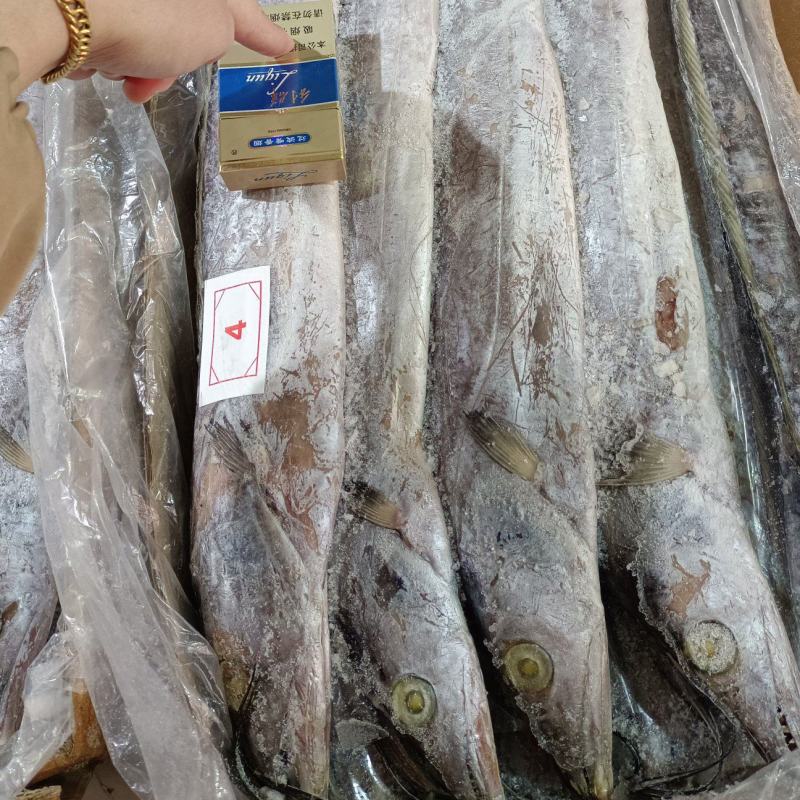 带鱼A带20斤一箱，批发价，全国冷链物流发货