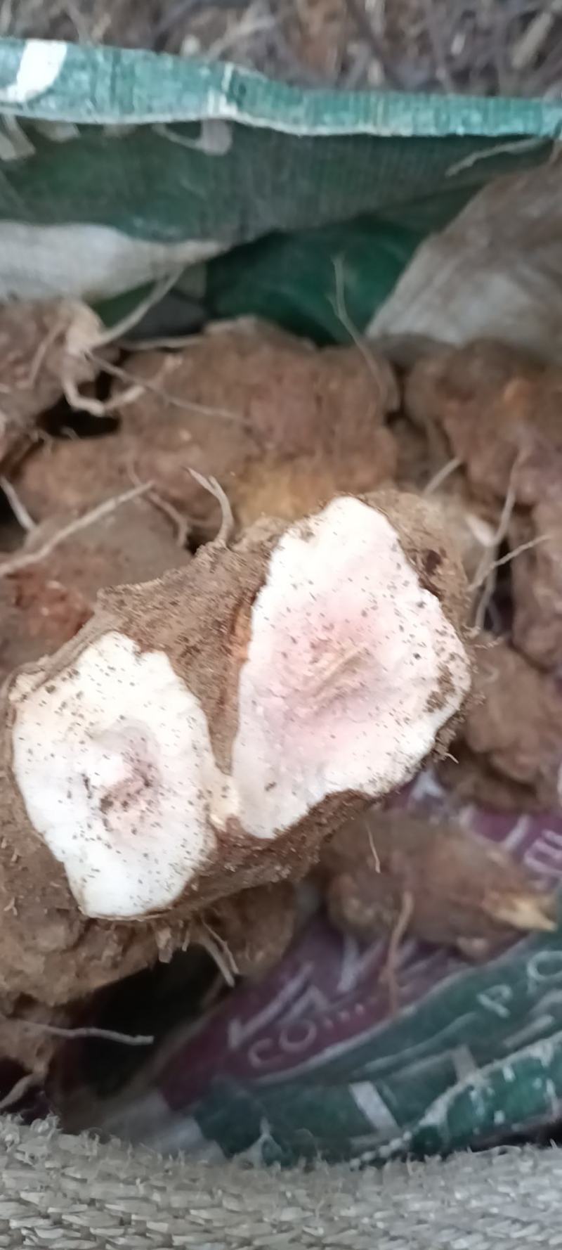 土茯苓