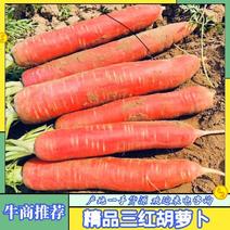 陕西大荔沙宛秤杆水洗水果三红胡萝卜大量供应欢迎来电