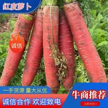 🔥红萝卜带叶子对接电商，陕西大荔撑杆水果红皮萝卜