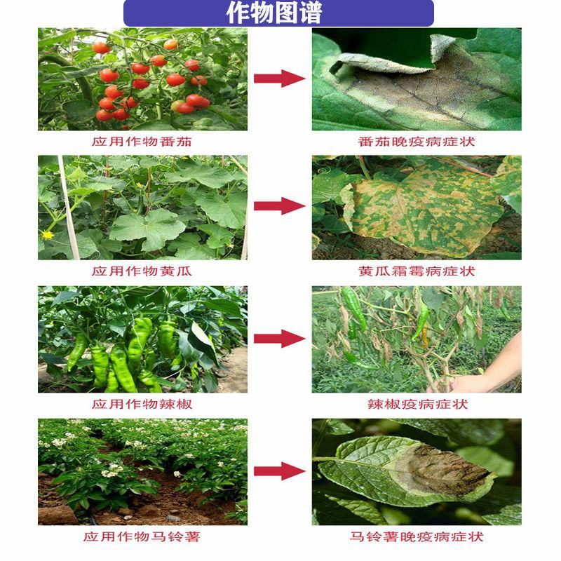 中保霜霉疫净霜脲锰锌72%晚疫病霜霉病疫杀菌剂80/90
