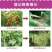中保霜霉疫净霜脲锰锌72%晚疫病霜霉病疫杀菌剂80/90