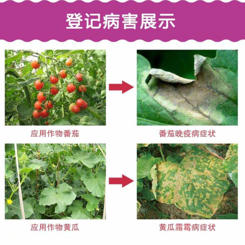 中保霜霉疫净霜脲锰锌72%晚疫病霜霉病疫杀菌剂80/90