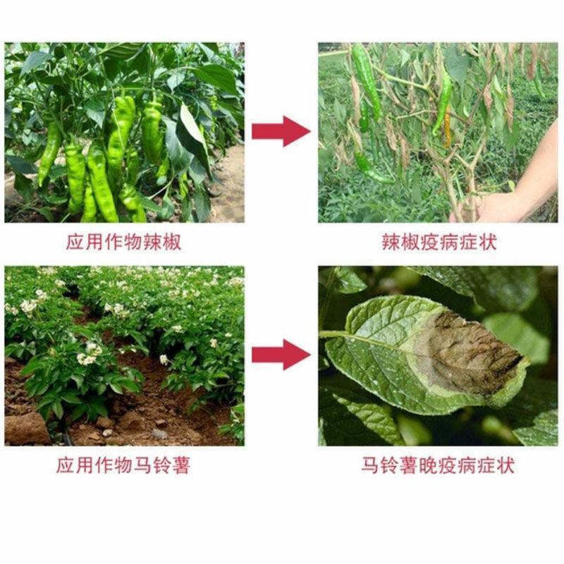 中保霜霉疫净霜脲锰锌72%晚疫病霜霉病疫杀菌剂80/90