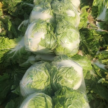 大量供应，大白莱，，走市场，入冷库，品质好，净莱，
