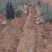 碗抽大葱