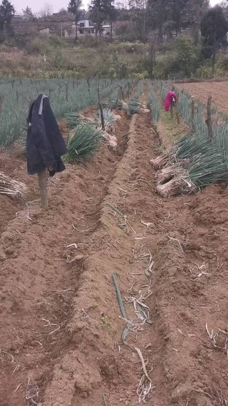 碗抽大葱