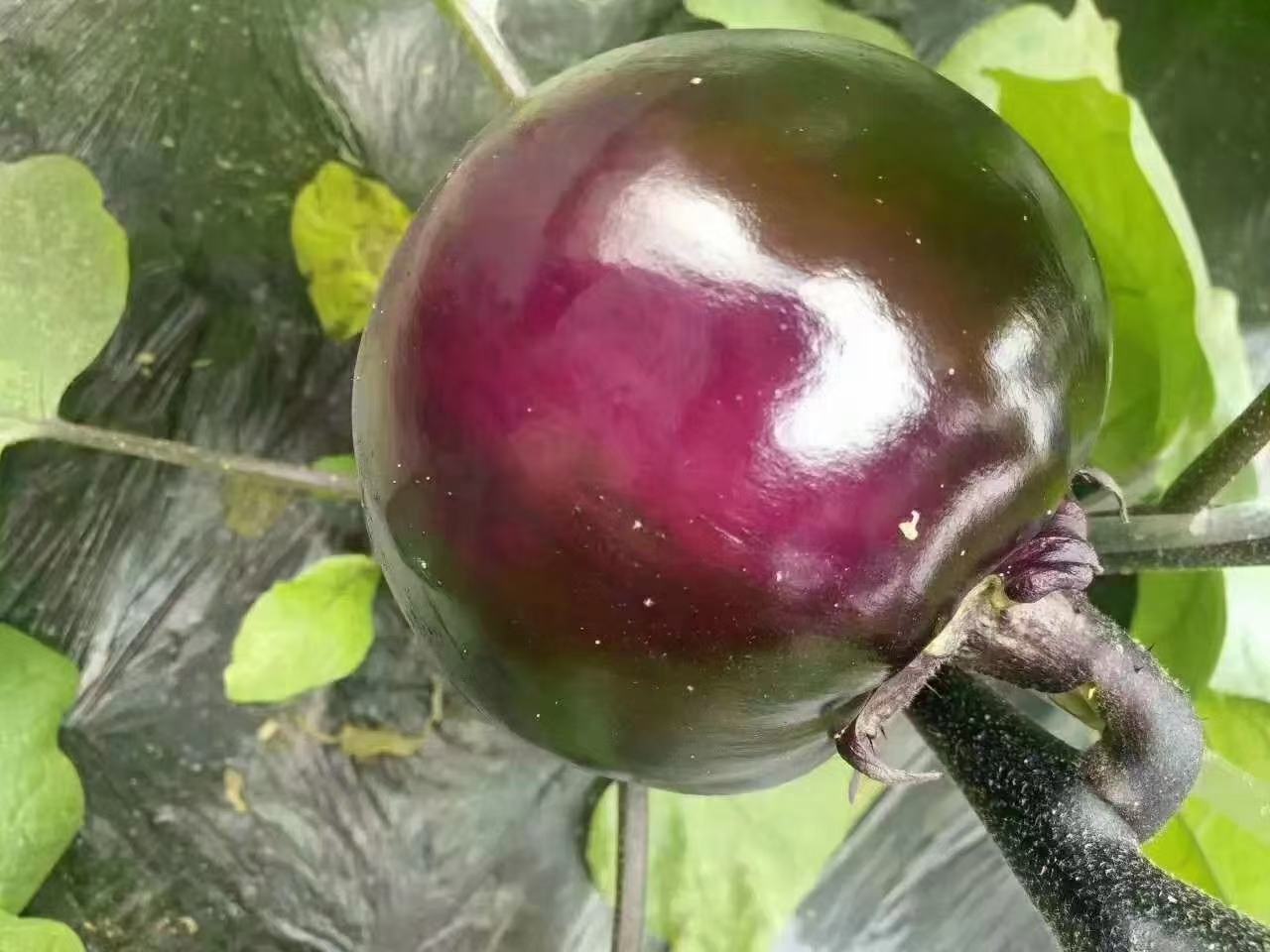 黑珍珠西红柿整体图