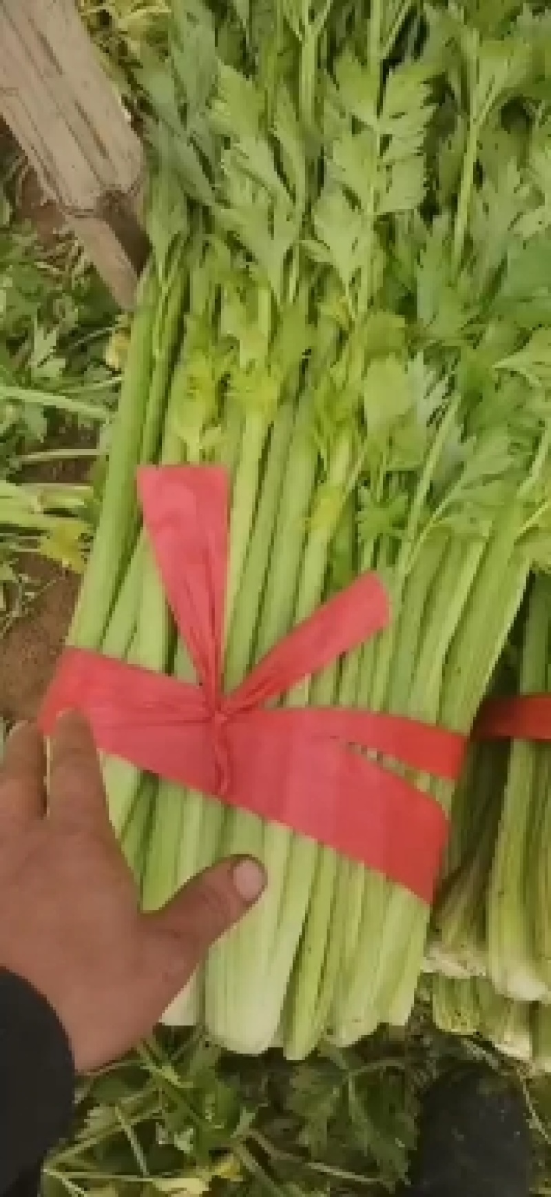 西芹大棚货长年有货一直供应有专业割菜团队
