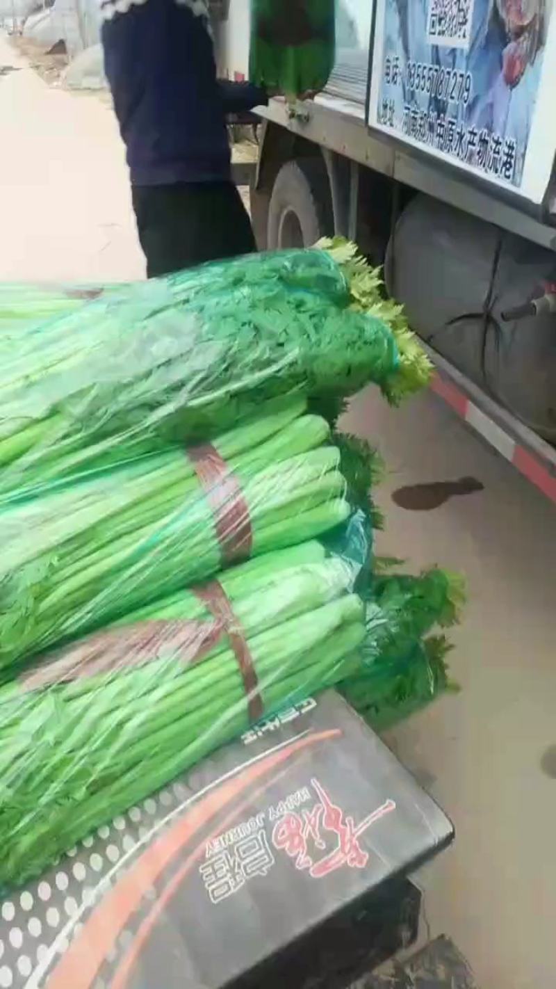 西芹大棚货长年有货一直供应有专业割菜团队