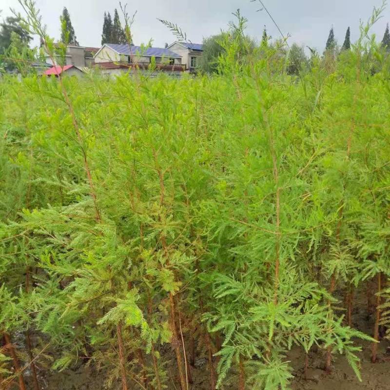落羽杉小苗高度20厘米-300厘米基地一手货源