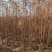 落羽杉小苗高度20厘米-300厘米基地一手货源