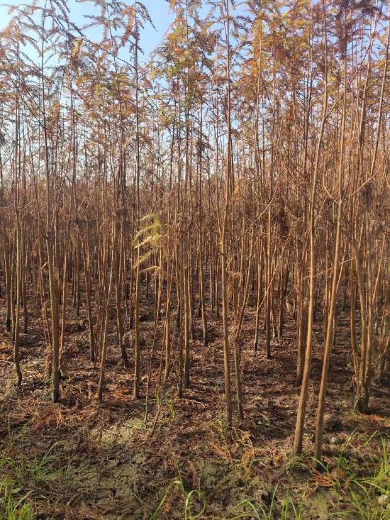 落羽杉小苗高度20厘米-300厘米基地一手货源