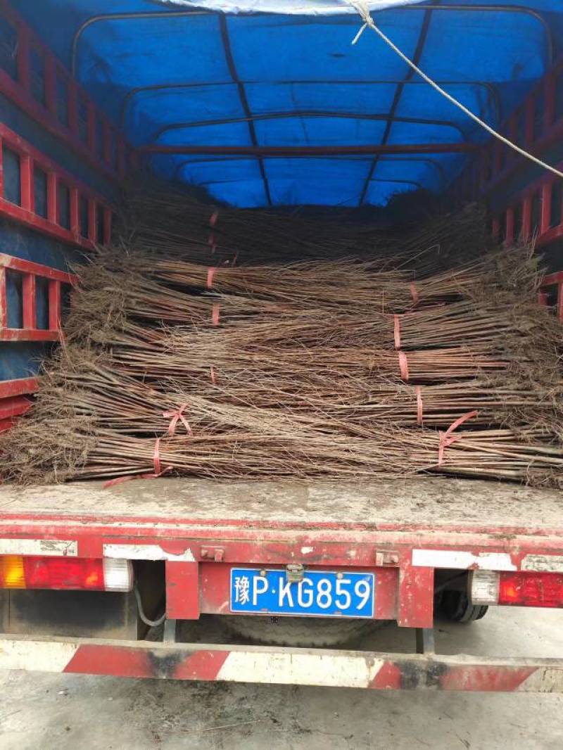落羽杉小苗高度20厘米-300厘米基地一手货源