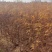 落羽杉小苗高度20厘米-300厘米基地一手货源