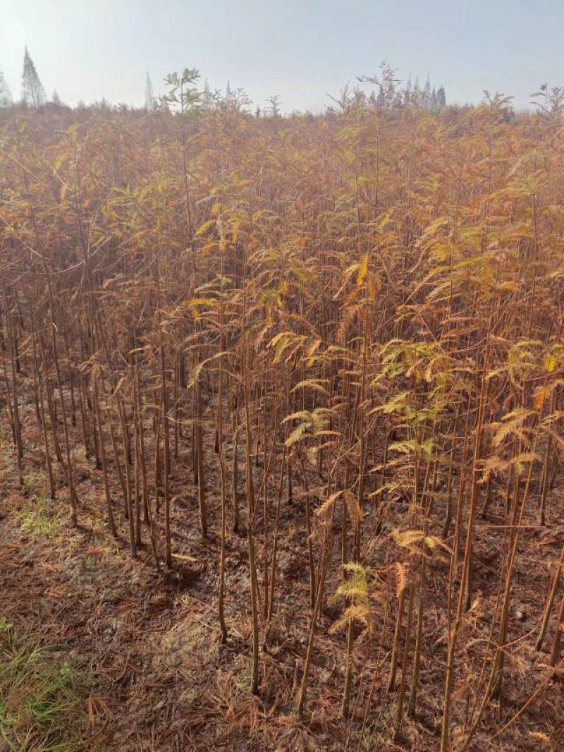 落羽杉小苗高度20厘米-300厘米基地一手货源