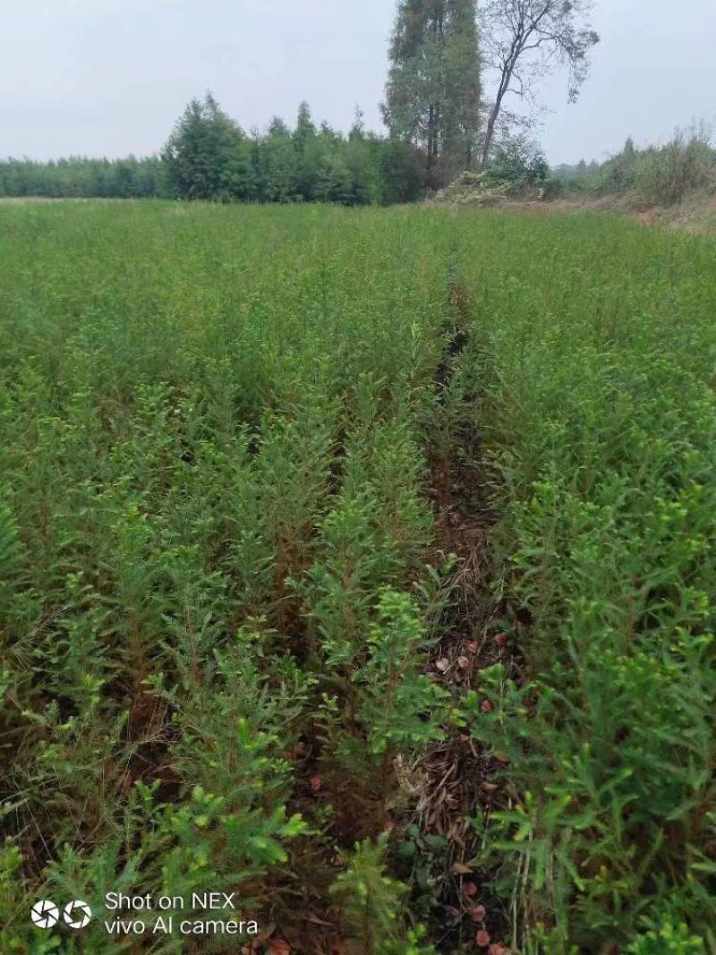落羽杉小苗高度20厘米-300厘米基地一手货源