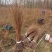 落羽杉小苗高度20厘米-300厘米基地一手货源
