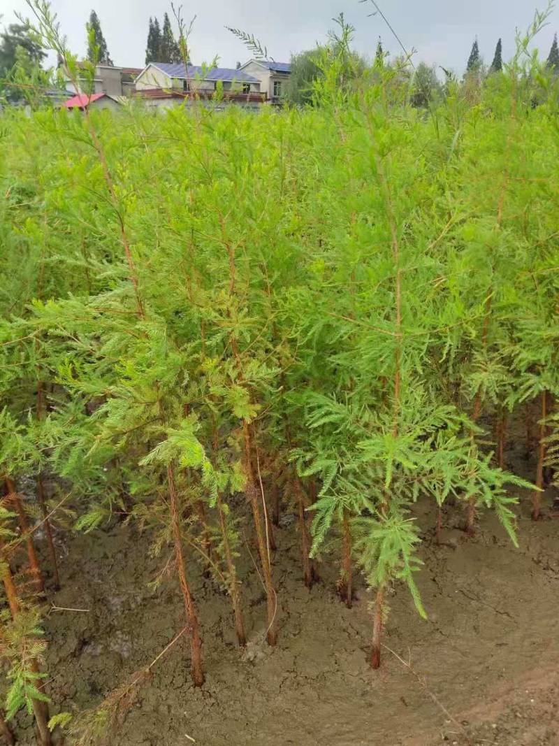 落羽杉小苗高度20厘米-300厘米基地一手货源