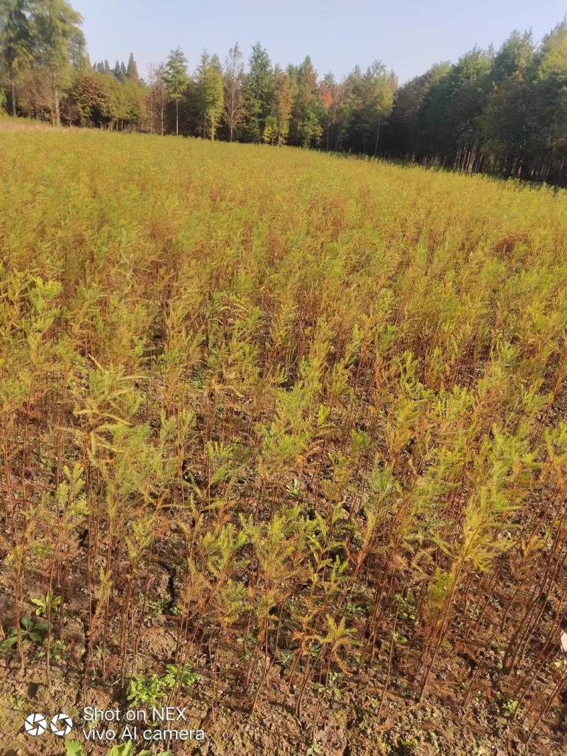 落羽杉小苗高度20厘米-300厘米基地一手货源