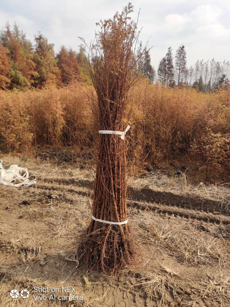 池杉小苗高度10厘米-300厘米货源充足一手货源