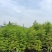 池杉小苗高度10厘米-300厘米货源充足一手货源