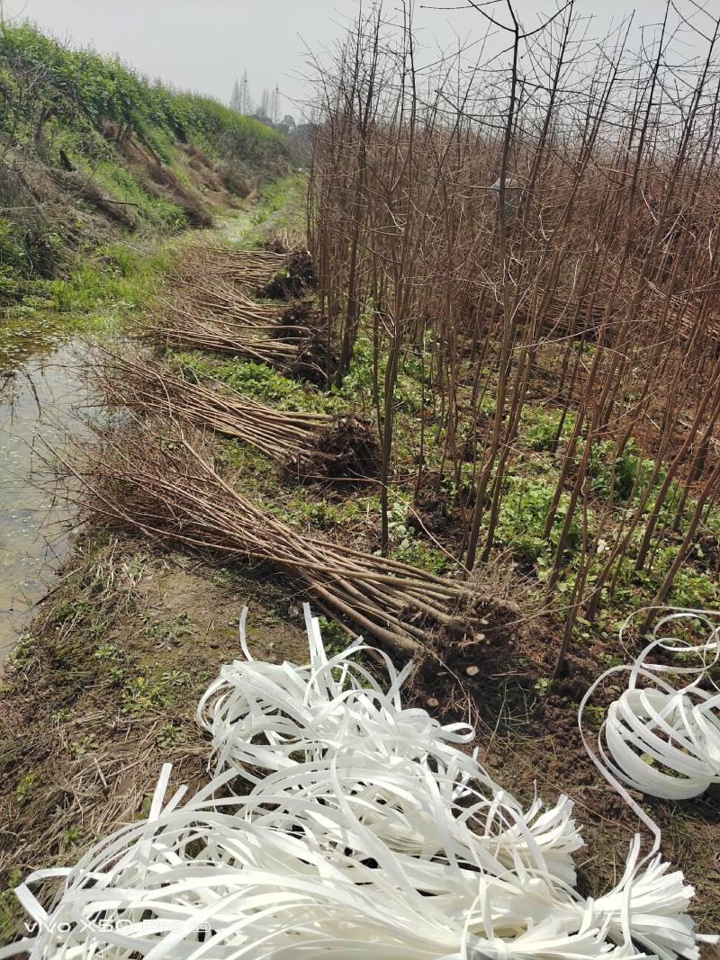 池杉小苗高度10厘米-300厘米货源充足一手货源