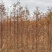 池杉小苗高度10厘米-300厘米货源充足一手货源
