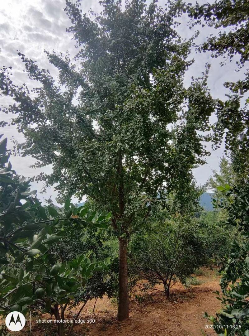 银杏树，银杏基地大量供应各规格工程苗以及苗圃精品！
