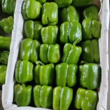 线椒，尖椒，螺丝椒，方红圆椒，一手货源，价格低。