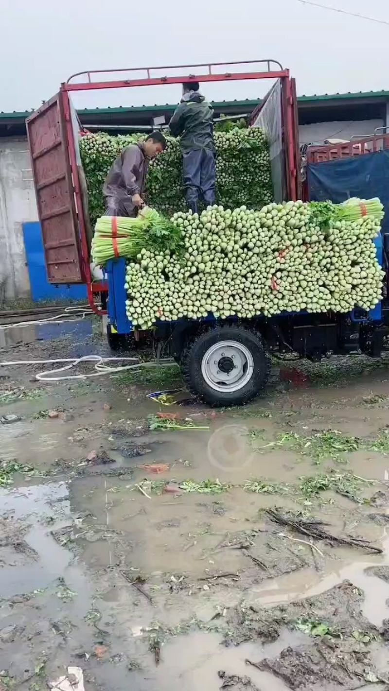 河南夏邑芹菜大量上市，价格优惠品质优量，欢迎大家前来订购