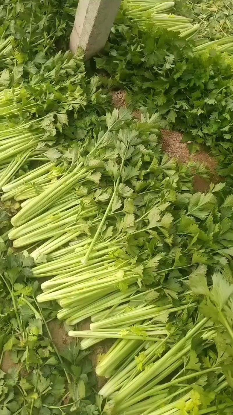 河南夏邑芹菜大量上市，价格优惠品质优量，欢迎大家前来订购