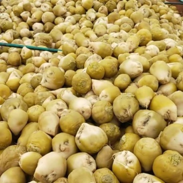 半成品新货咸菜疙瘩，价格‘低，，质量好，需要联系我