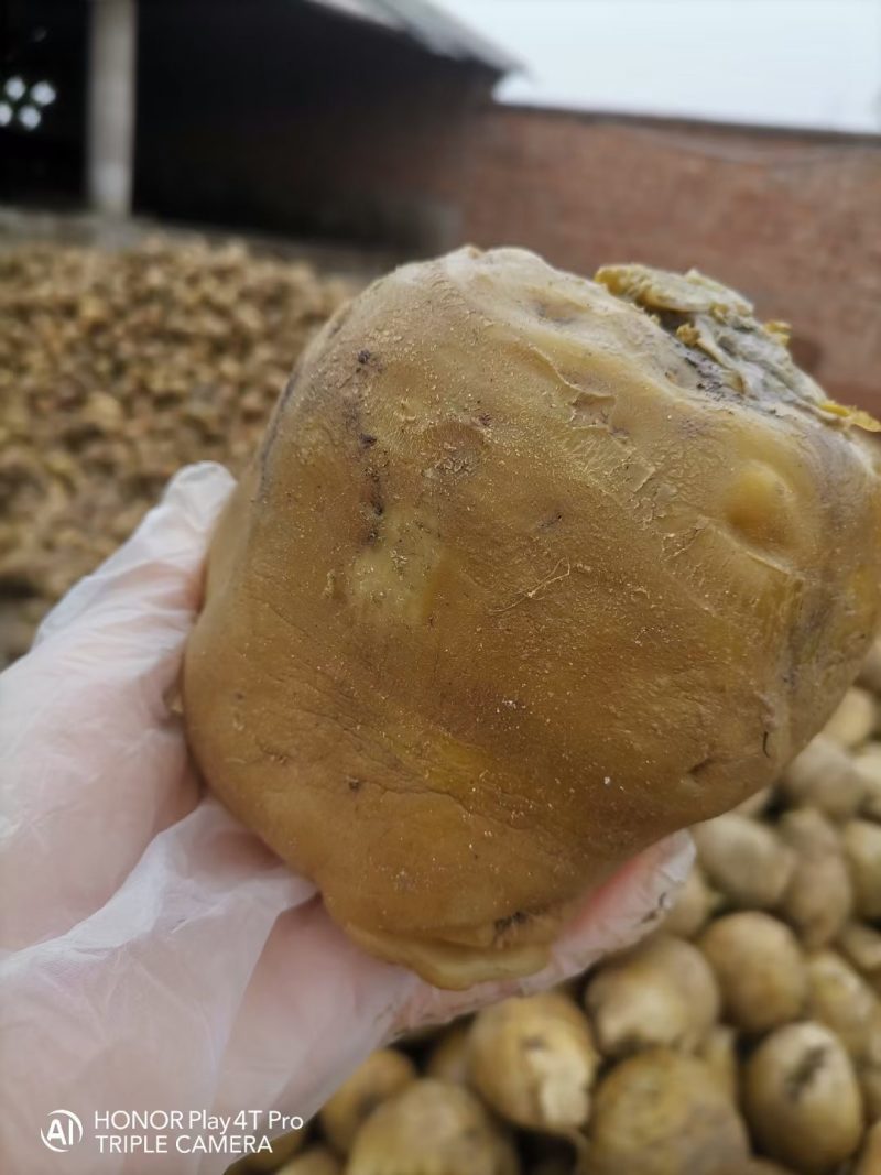 半成品新货咸菜疙瘩，价格‘低，，质量好，需要联系我