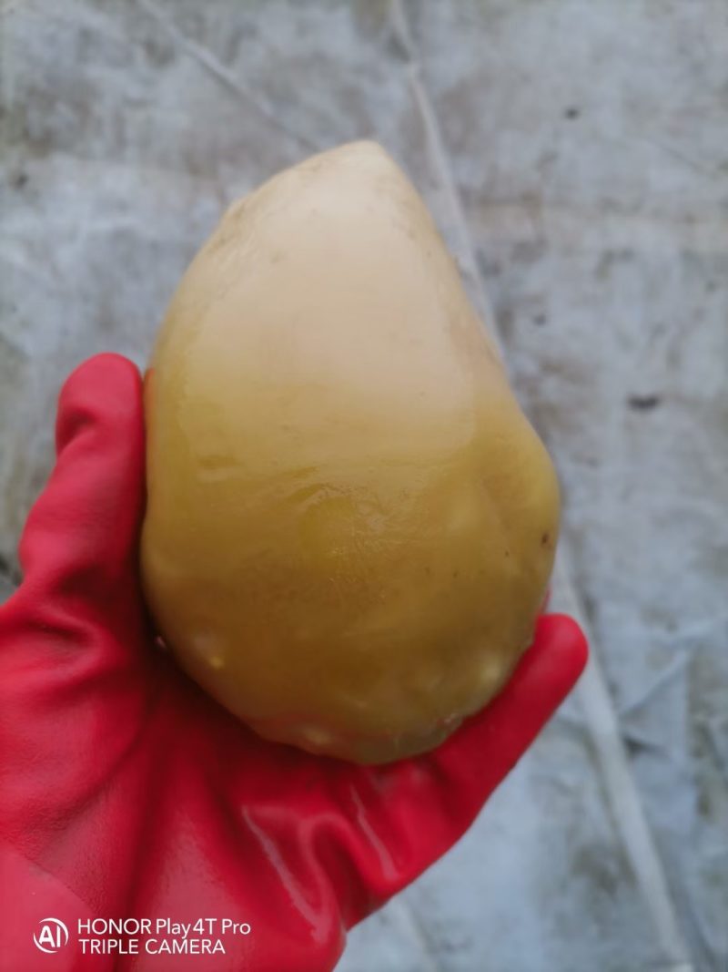 半成品新货咸菜疙瘩，价格‘低，，质量好，需要联系我
