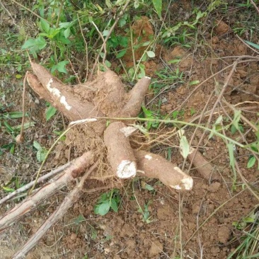 木薯