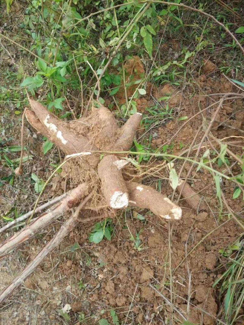 木薯