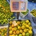 芦柑之乡，产地一手货源，对接外贸单