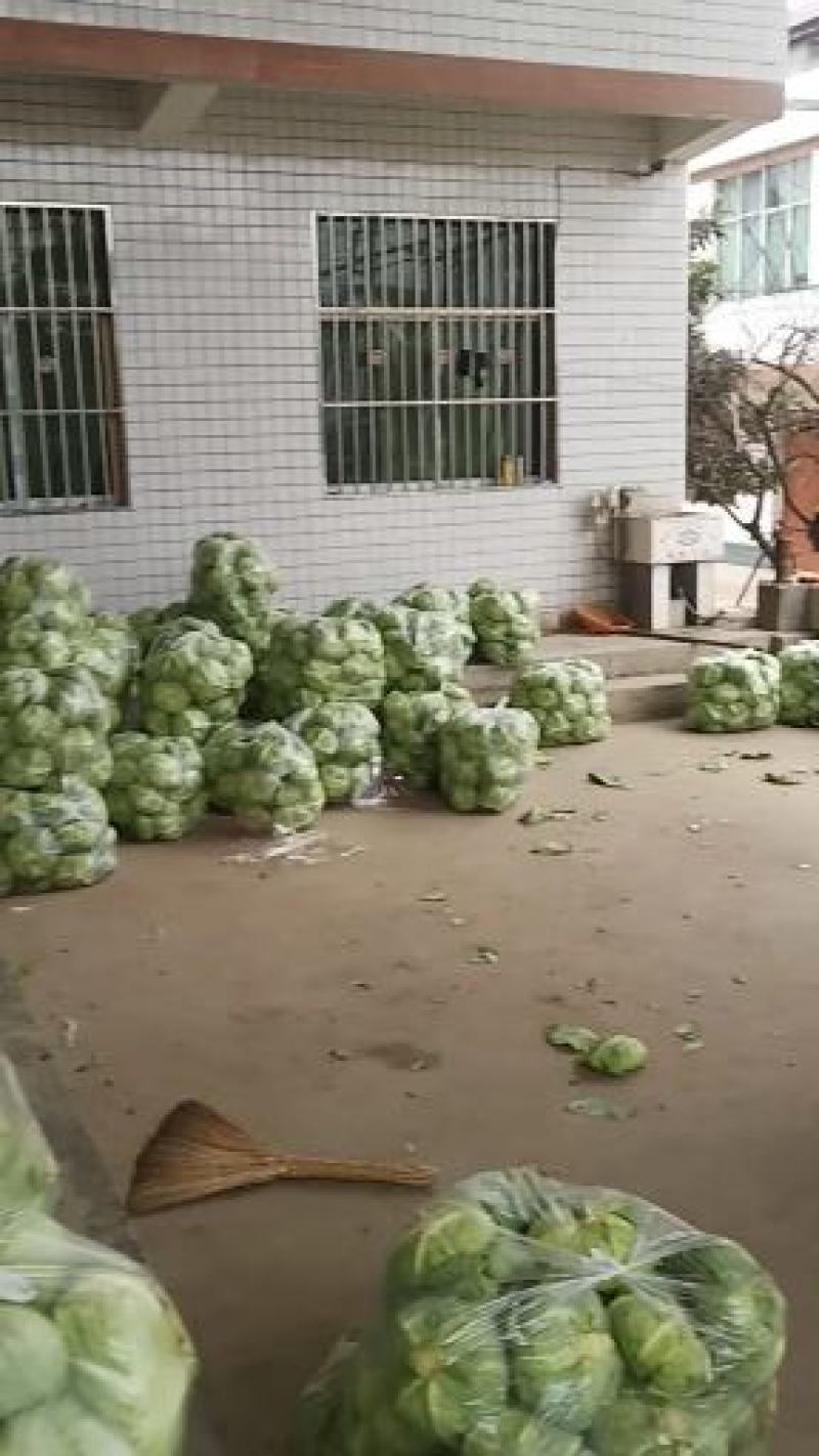 城固县精品甘蓝，莲花白圆包菜一手货源，对接全国，加工厂