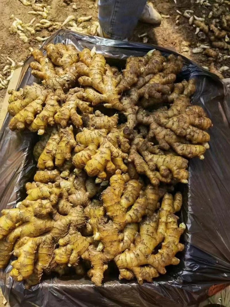 河南生姜【风干姜/沙土姜/水洗姜】保质保量～坏烂包赔
