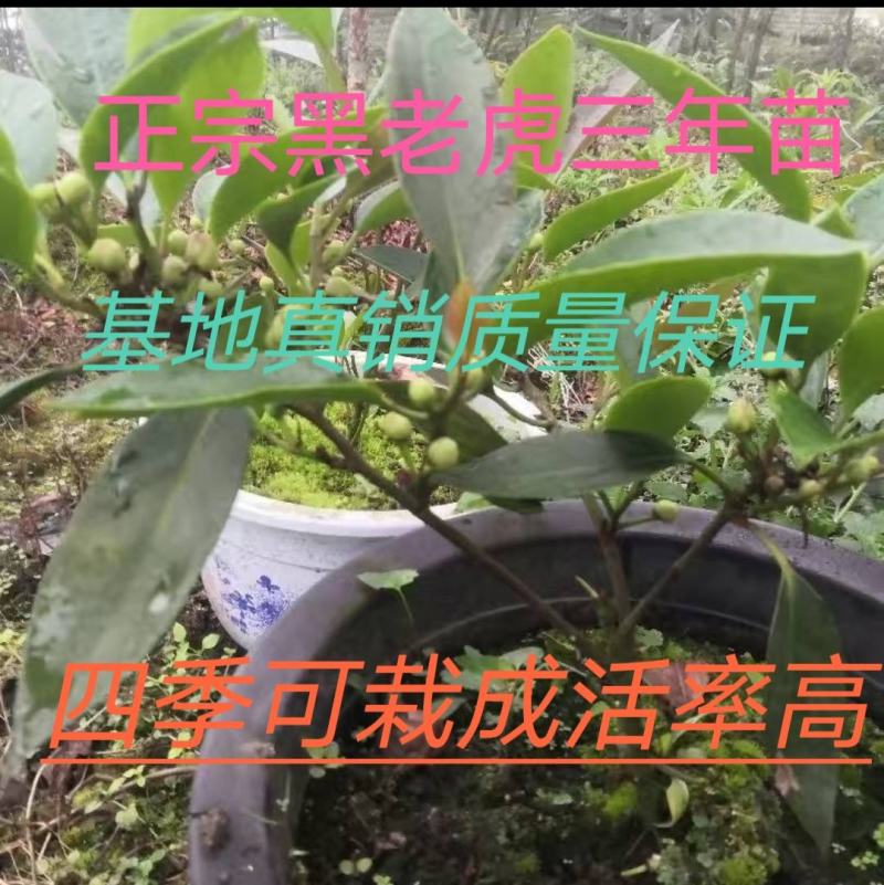 布福娜黑老虎四年苗出售，专业种植基地直供全国！技术指导