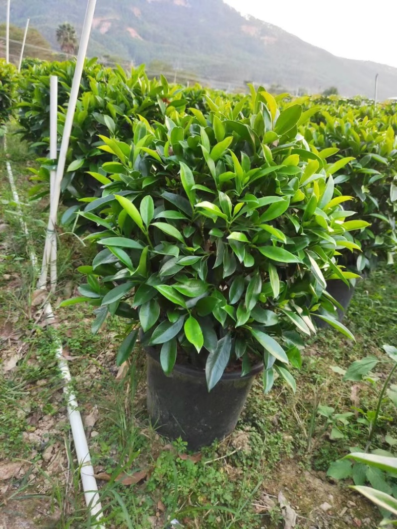 35盆非洲茉莉盆上60-70高度！球形，开平，批发，基地