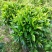 35盆非洲茉莉盆上60-70高度！球形，开平，批发，基地