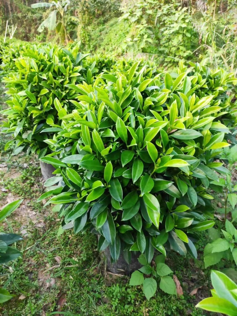 35盆非洲茉莉盆上60-70高度！球形，开平，批发，基地