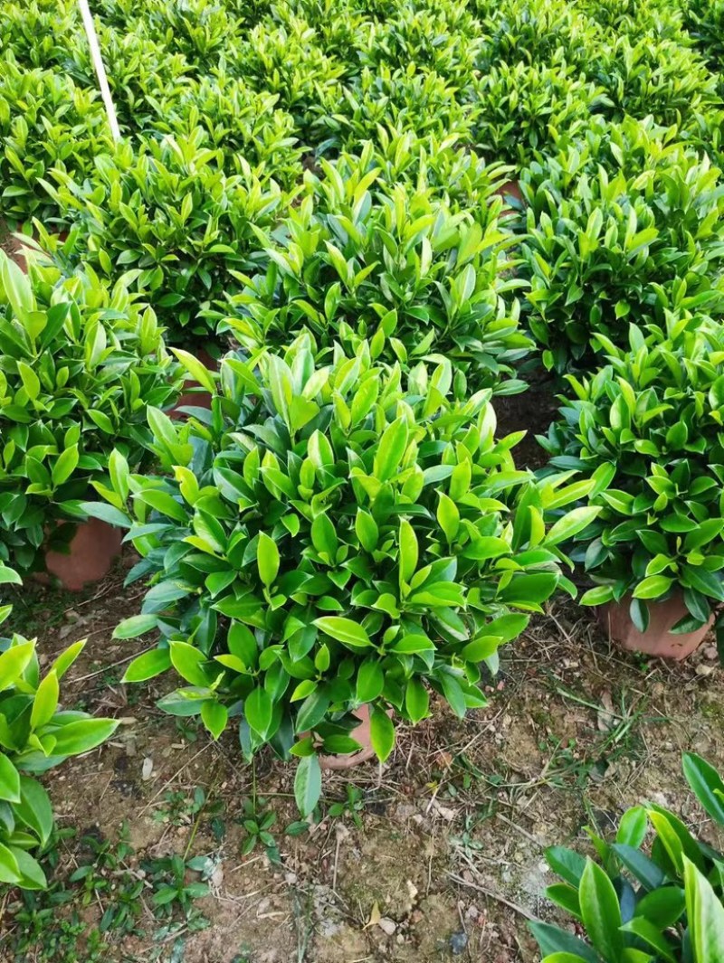 35盆非洲茉莉盆上60-70高度！球形，开平，批发，基地
