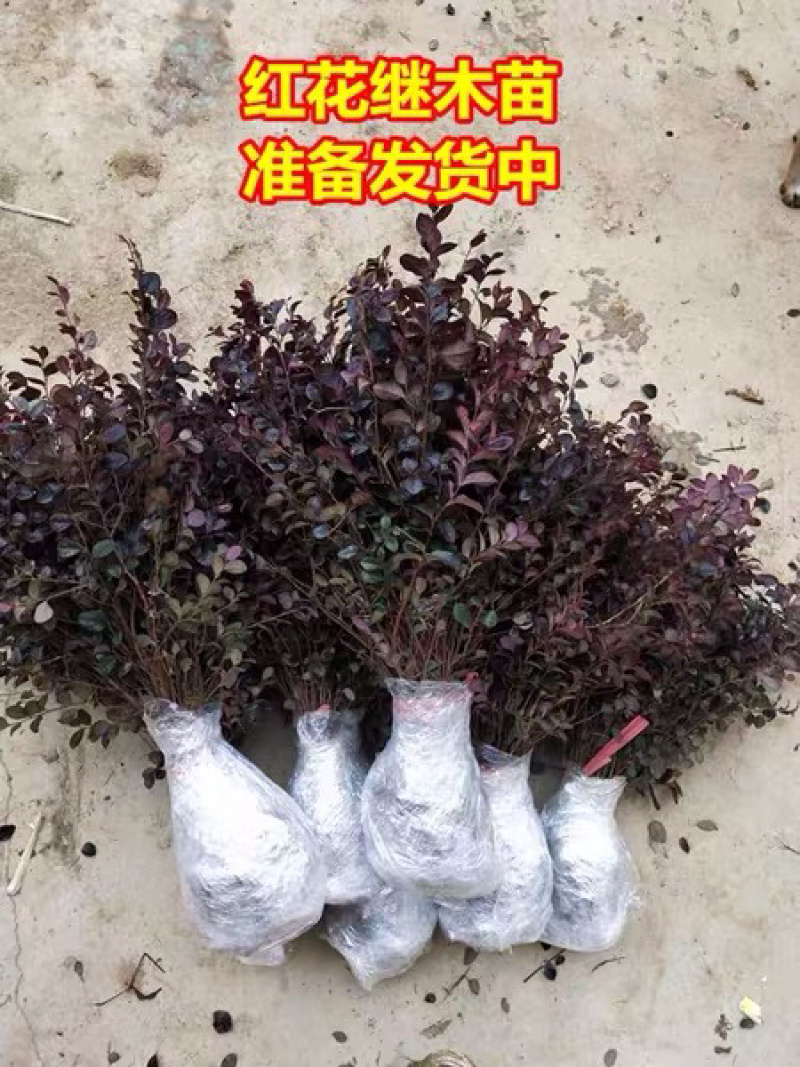 红花继木球小苗专业销售基地直销