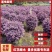 红花继木球小苗专业销售基地直销