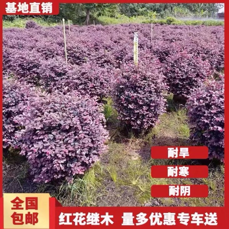 红花继木球小苗专业销售基地直销